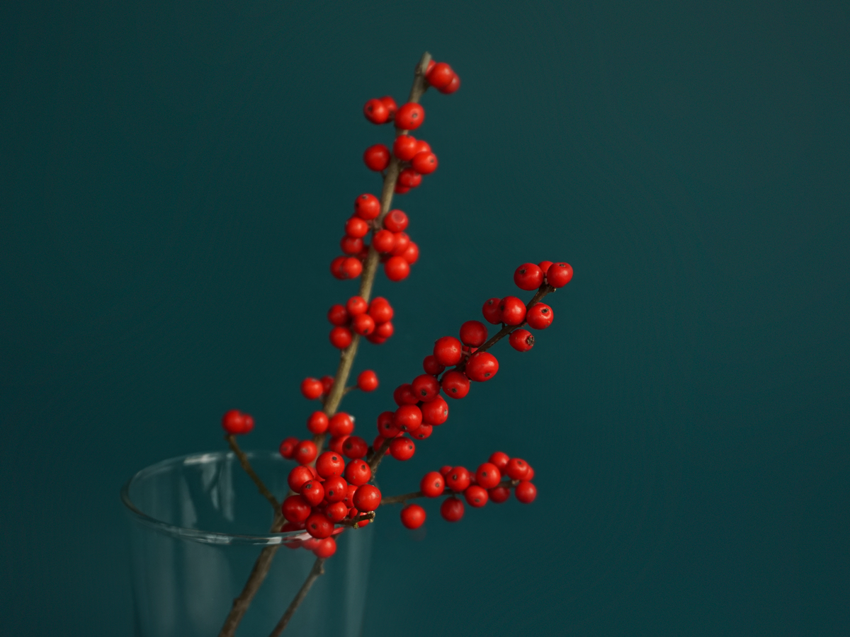 Īlekss | Ilex verticillata |