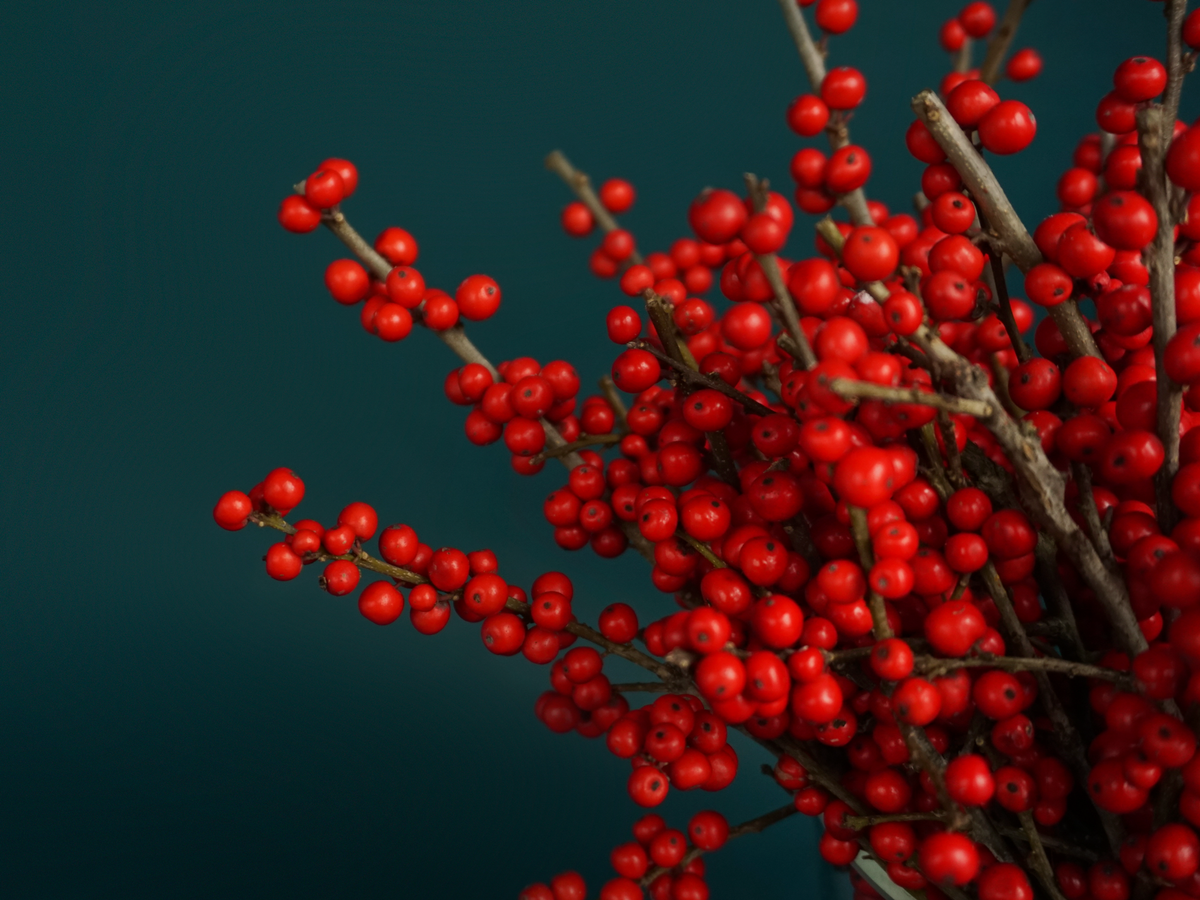 Ilex Ilex verticillata