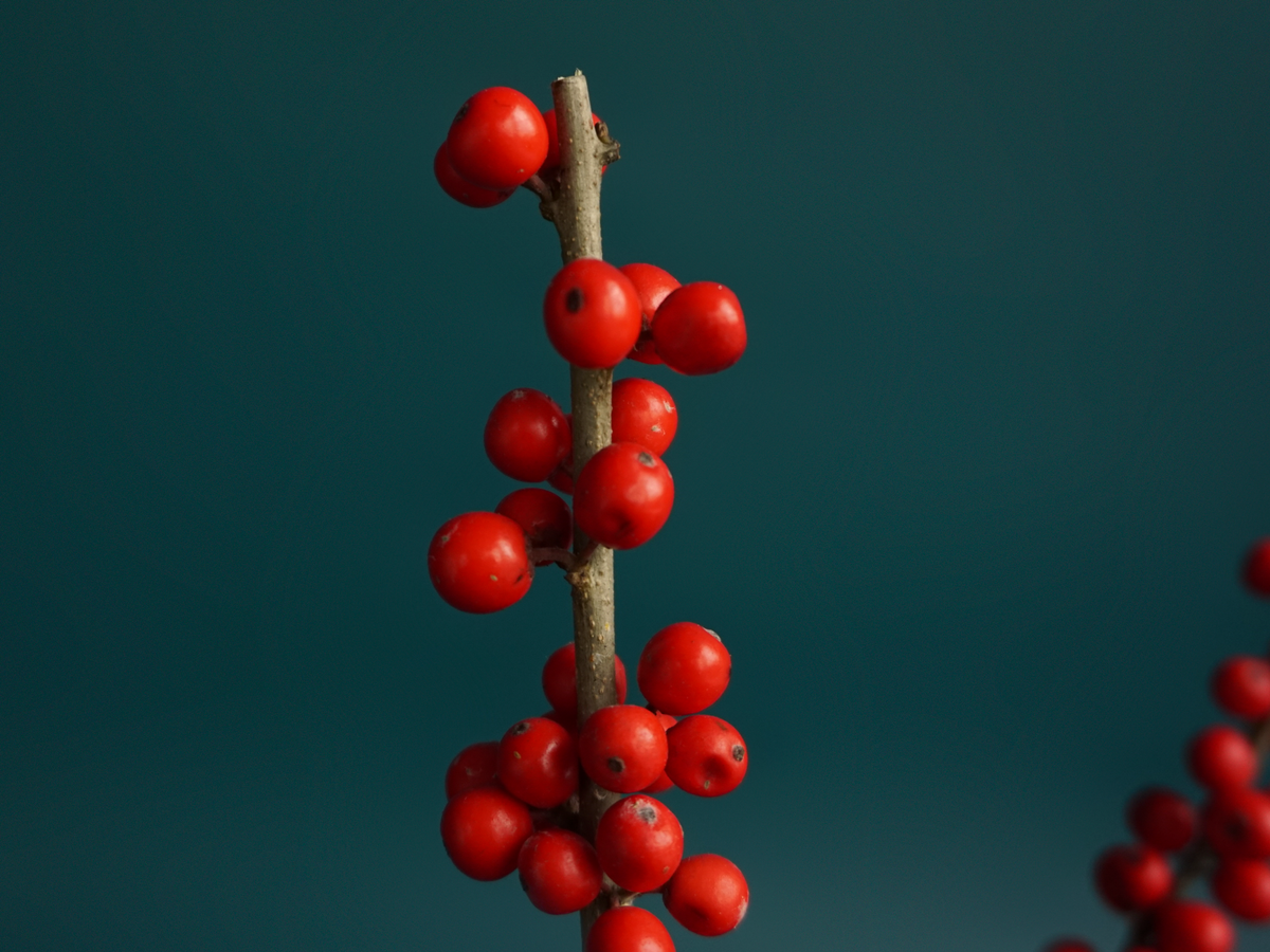 Īlekss | Ilex verticillata |