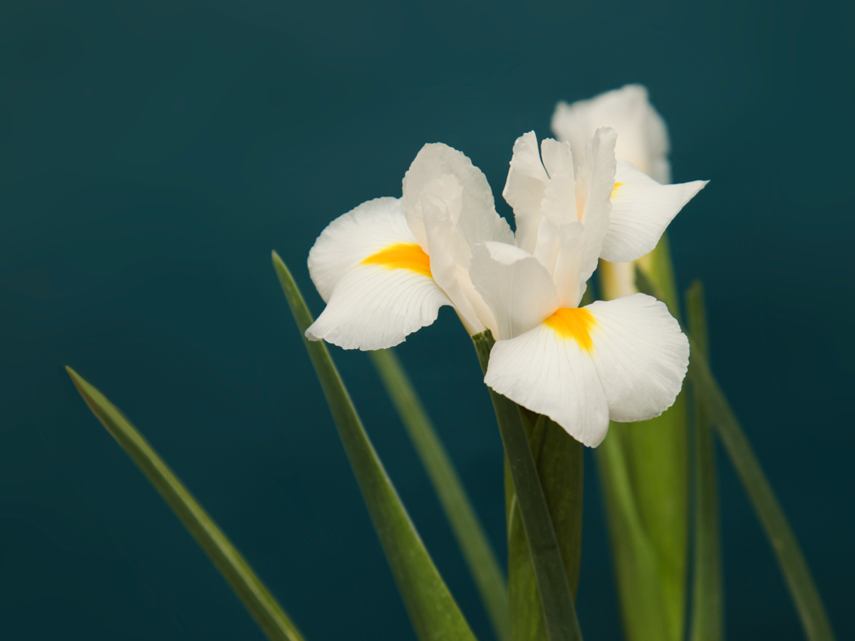 Īrisi | Iris |