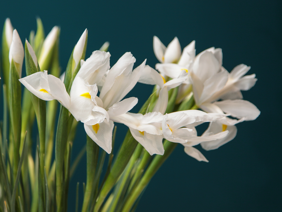 Īrisi | Iris |
