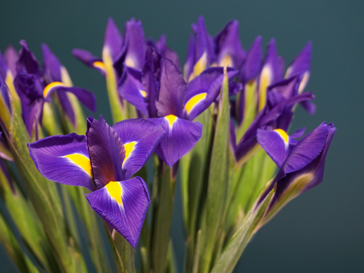 Īrisi | Iris |