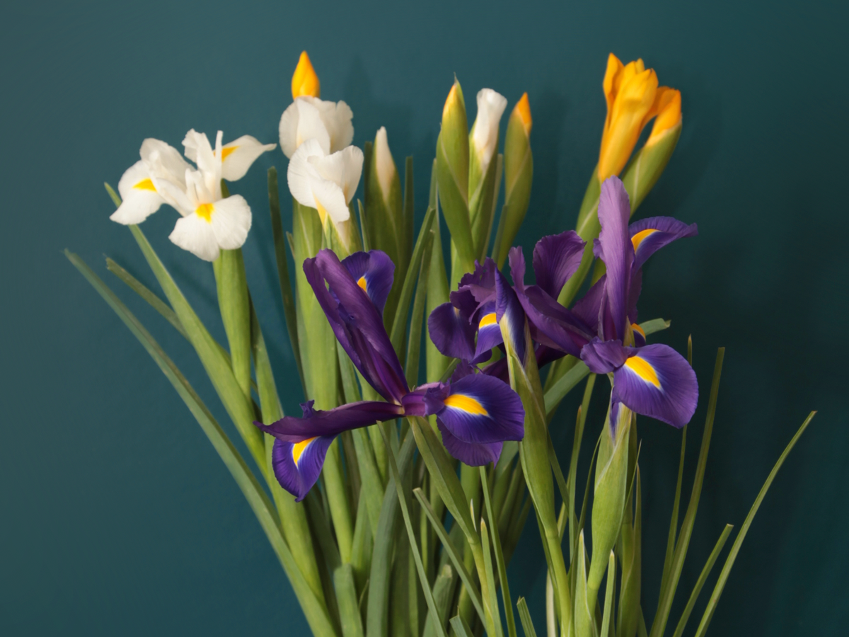 Īrisi | Iris |