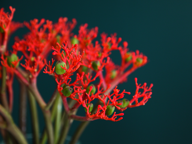 Petardes | Jatropha Firecracker  |