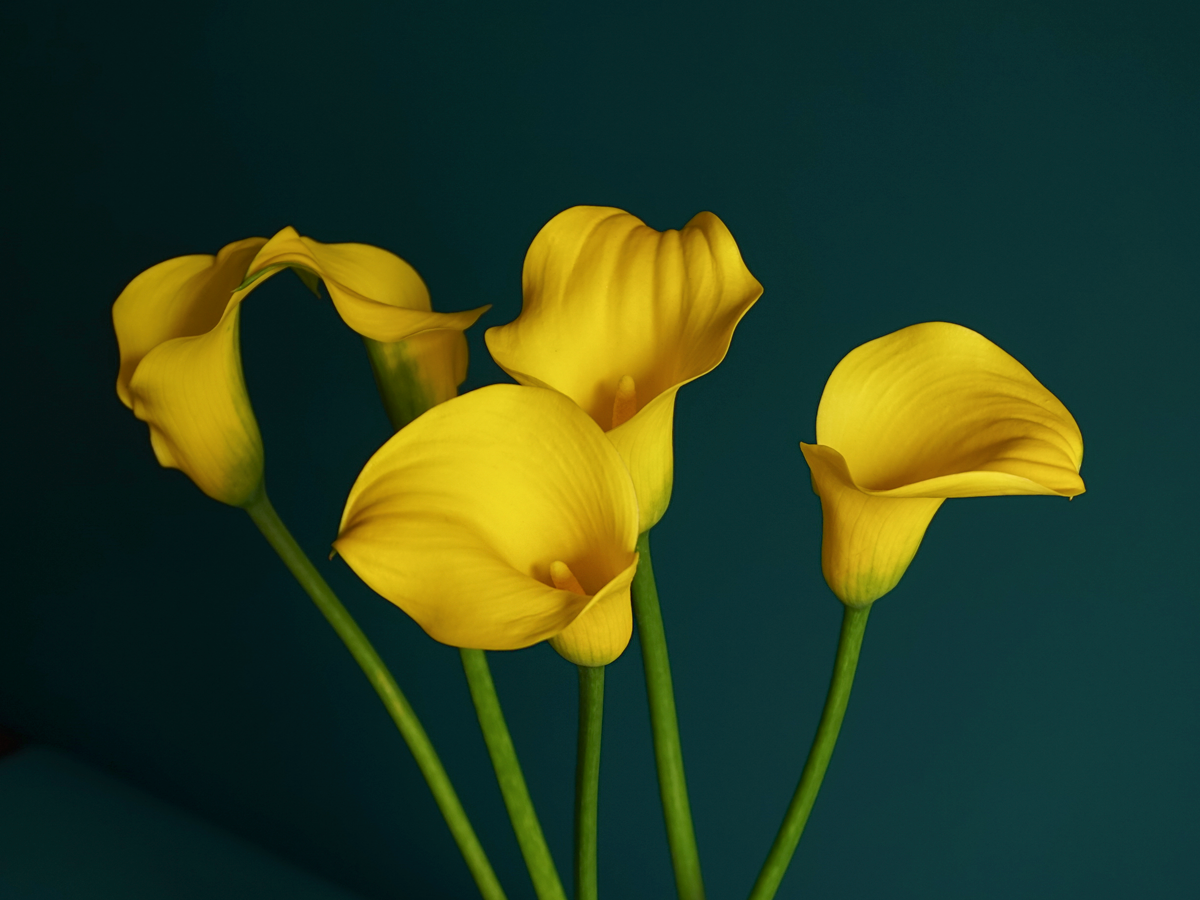 Kallas | Zantedeschia |