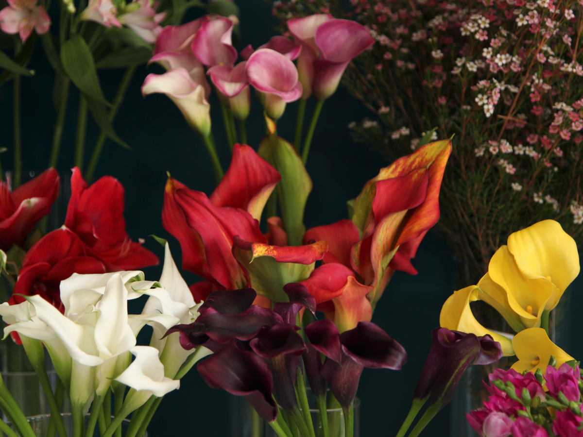 Kallas | Zantedeschia |