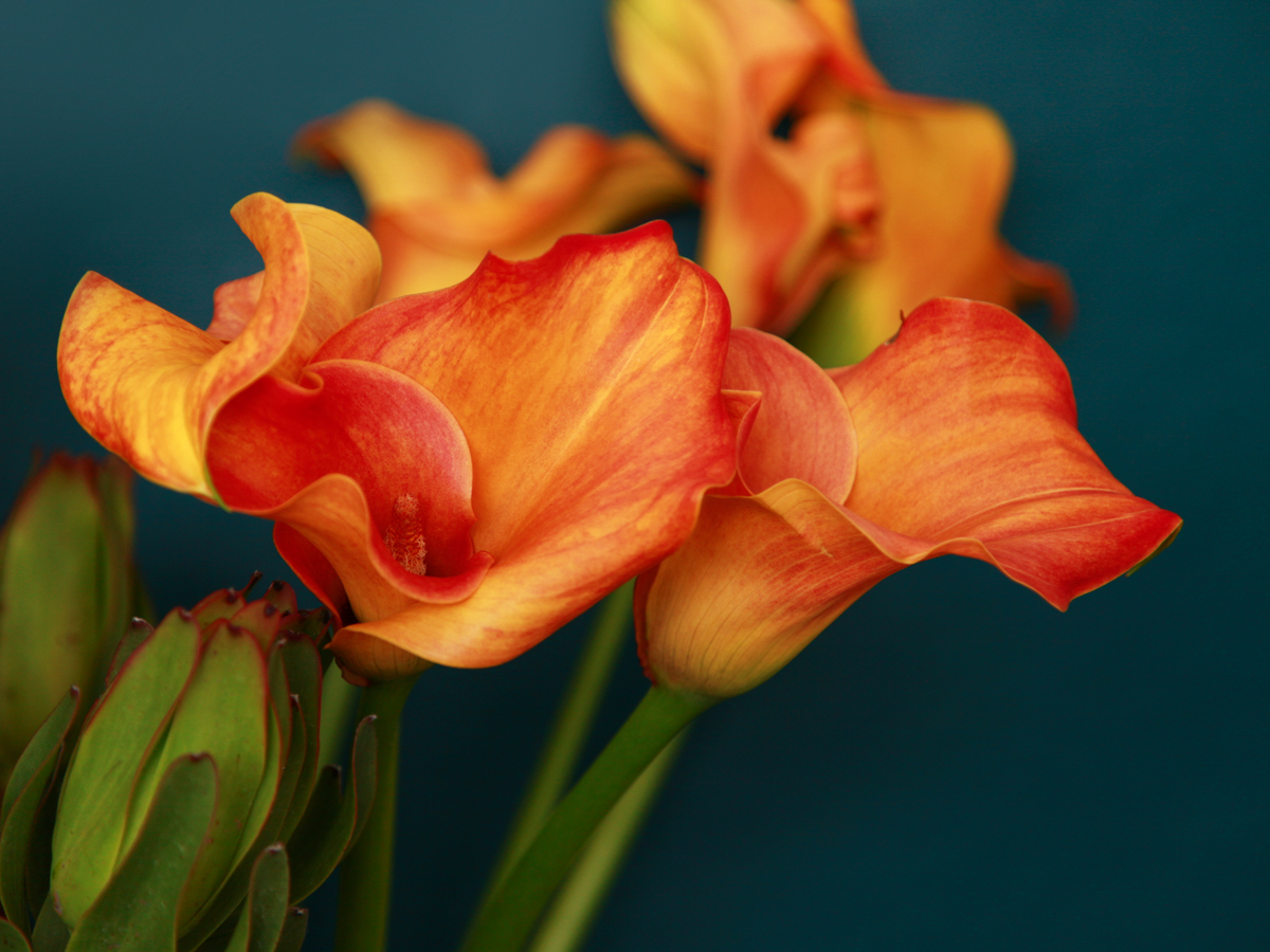 Kallas | Zantedeschia |