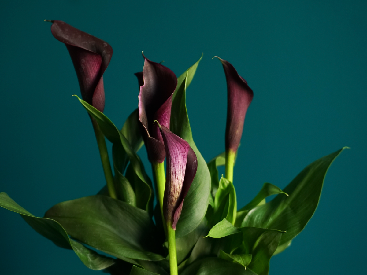 Kalla | Zantedeschia |