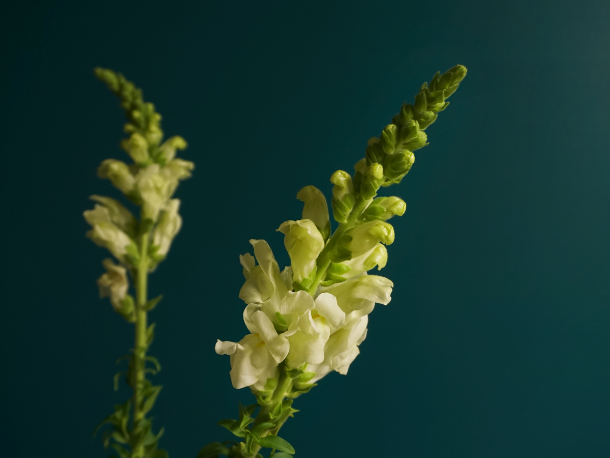 Lauvmutītes | Antirrhinum |