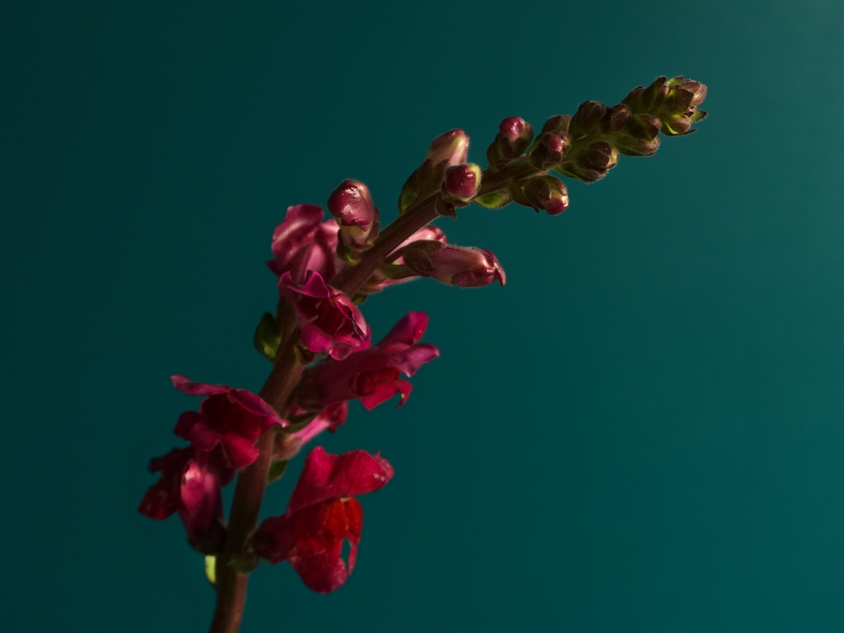 Lauvmutītes | Antirrhinum |