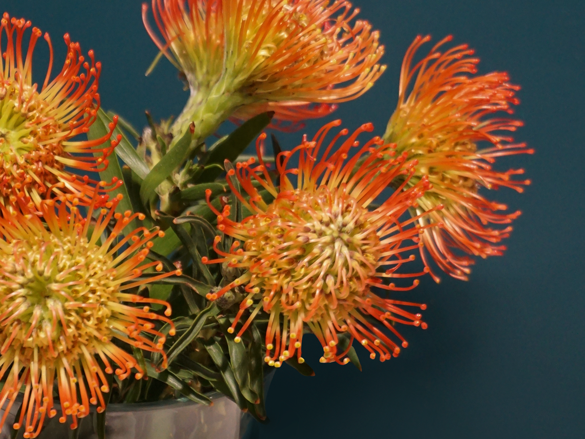Leikospermumi | Leucospermum | Nutans