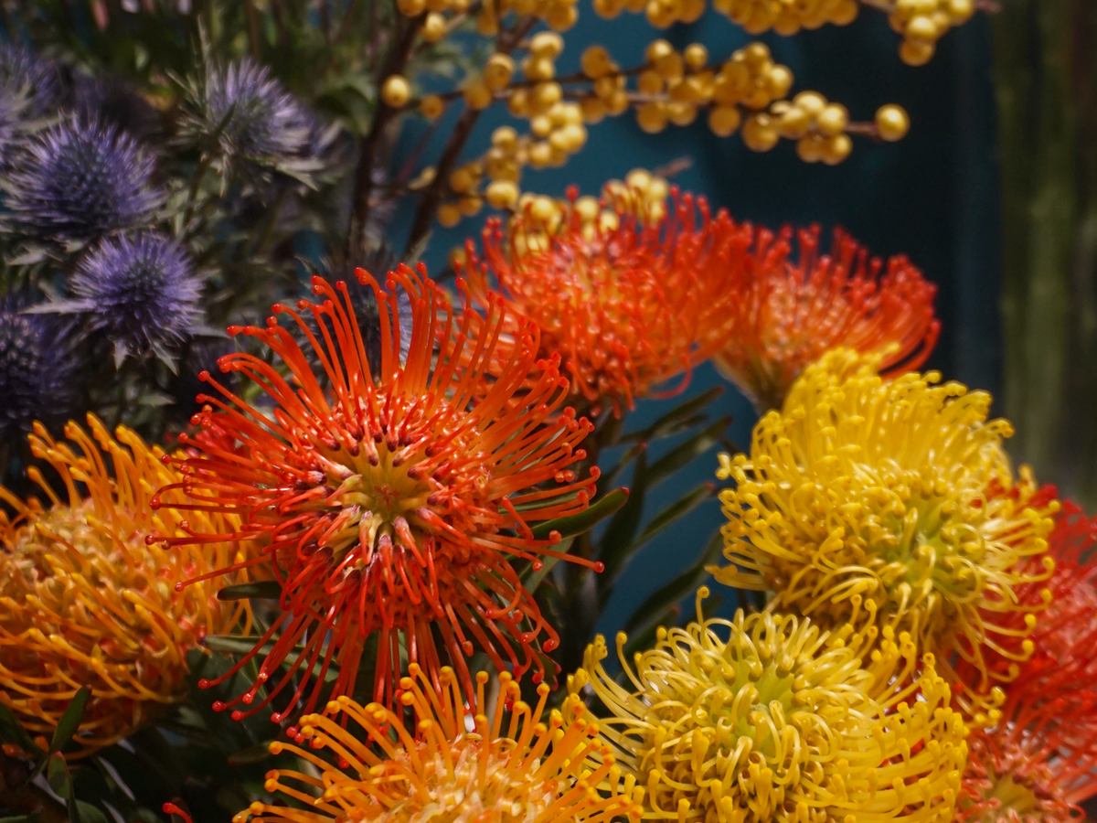 Leikospermumi | Leucospermum | Nutans