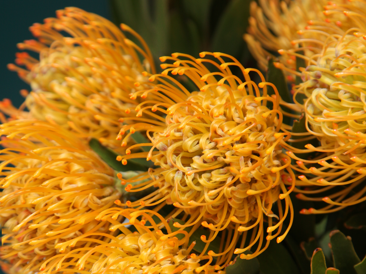 Leikospermumi | Leucospermum |