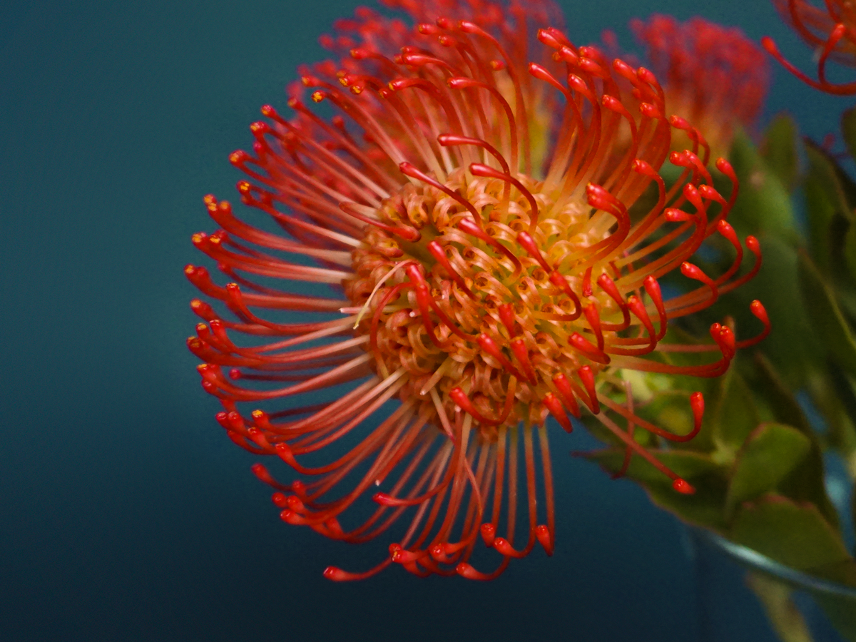 Leikospermumi | Leucospermum | Nutans