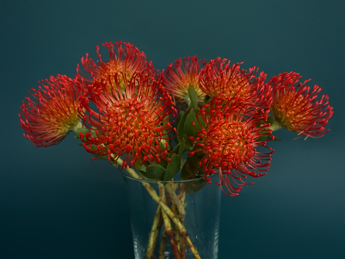 Leikospermumi | Leucospermum | Nutans