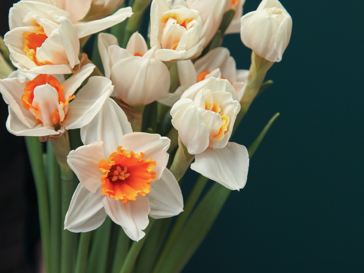 Narcissus Narcissus |