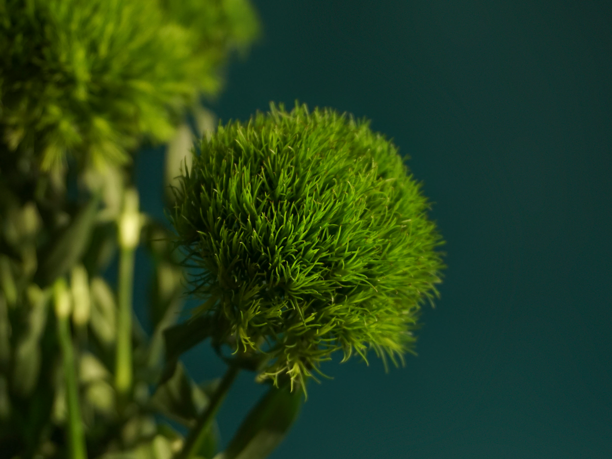 Moss carnations Dianthus barbatus