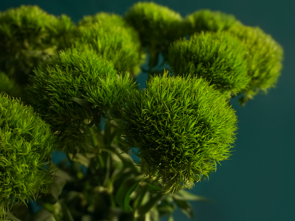 Moss carnations Dianthus barbatus