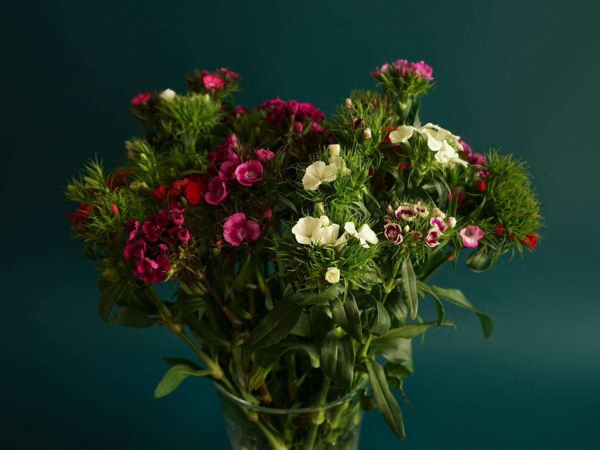 Student carnations Dianthus barbatus