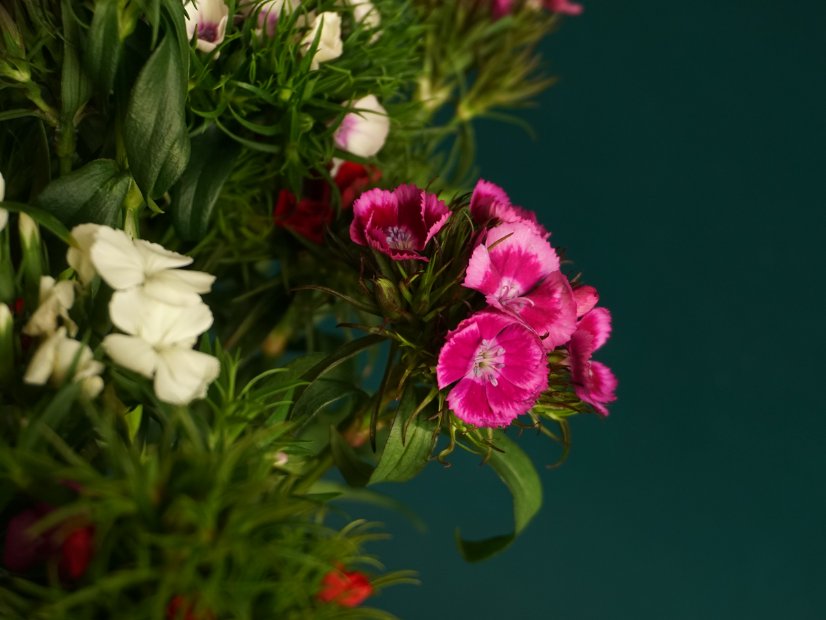 Student carnations Dianthus barbatus