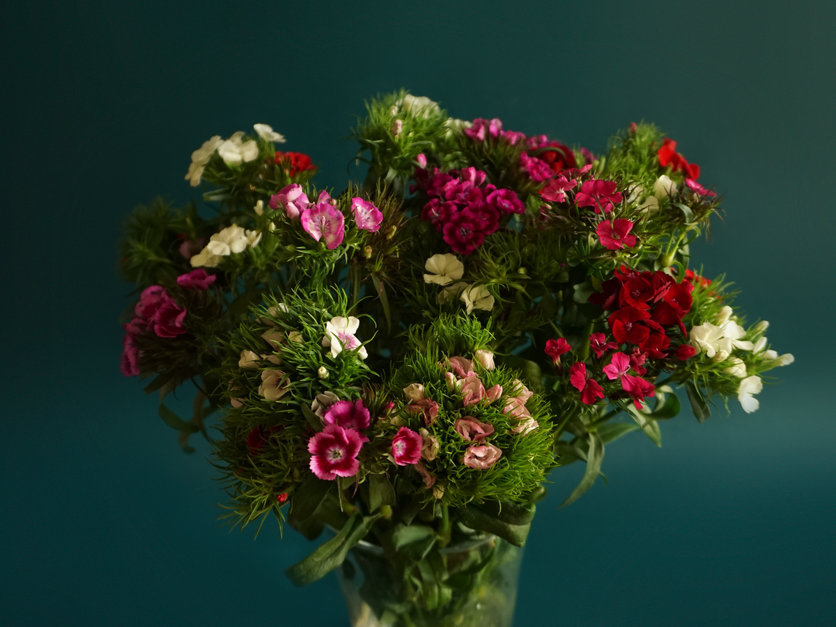 Student carnations Dianthus barbatus