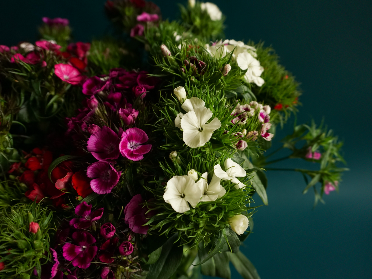 Student carnations Dianthus barbatus
