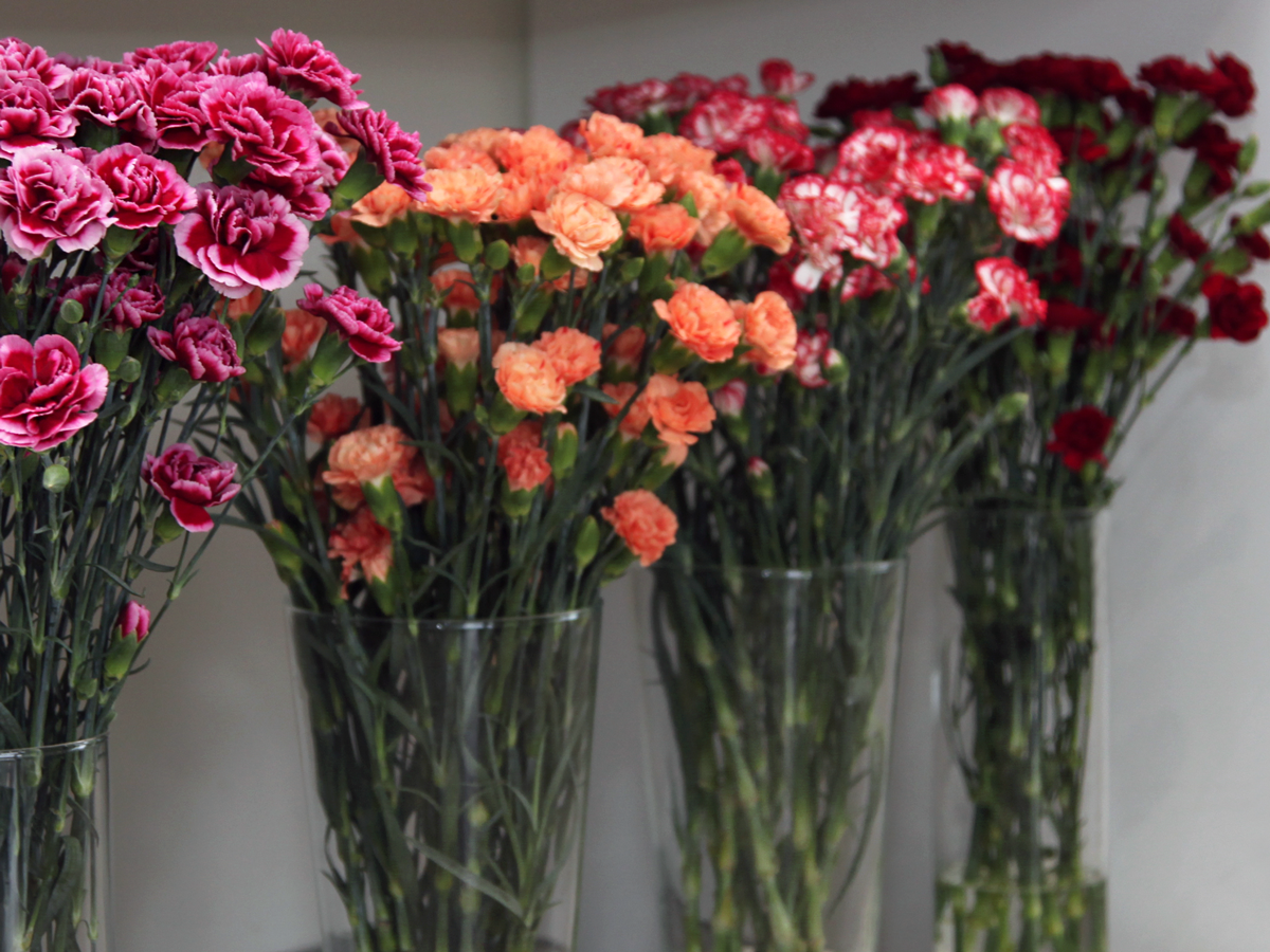 Sīkziedu neļķes | Dianthus Caryophyllus |
