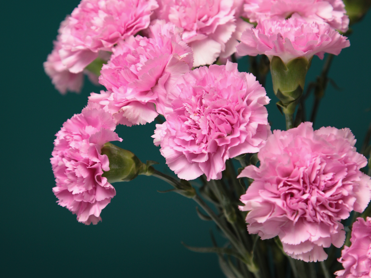 Carnations Dianthus |