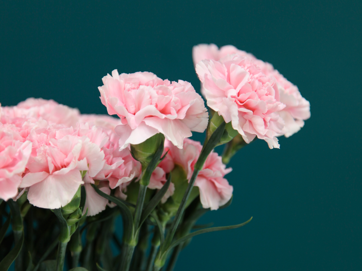 Neļķes | Dianthus |
