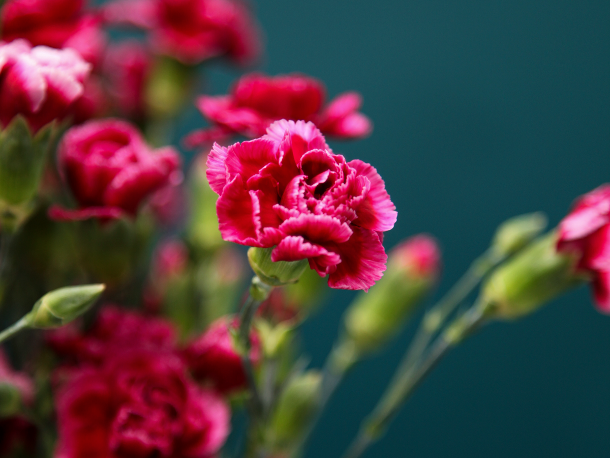 Small carnations Dianthus Caryophyllus