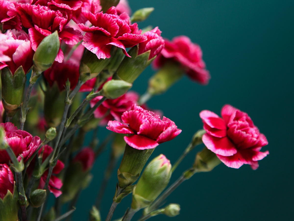 Sīkziedu neļķes | Dianthus Caryophyllus |
