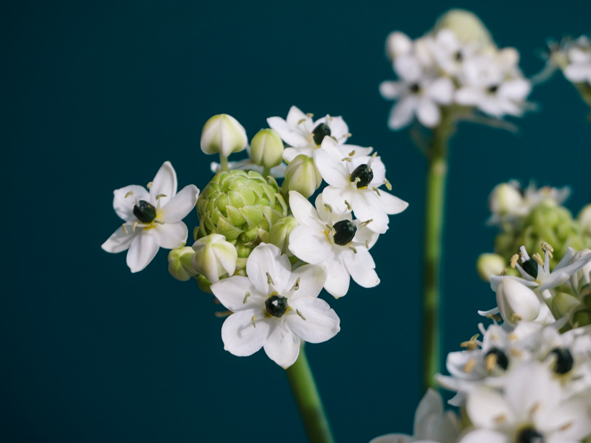 Bētlemes zvaigžņu puķe | Ornithogalum arabicum |