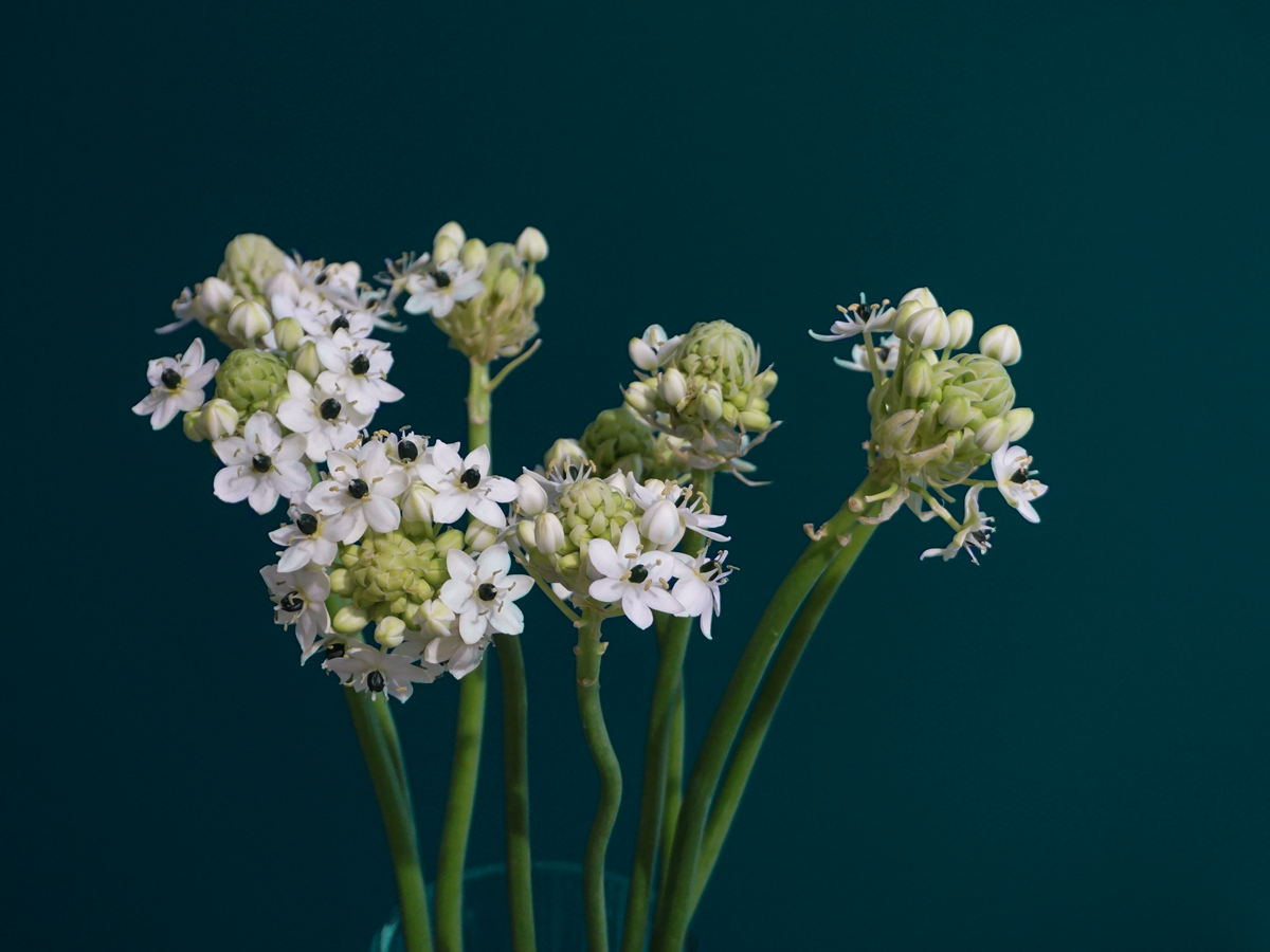 Bētlemes zvaigžņu puķe | Ornithogalum arabicum |