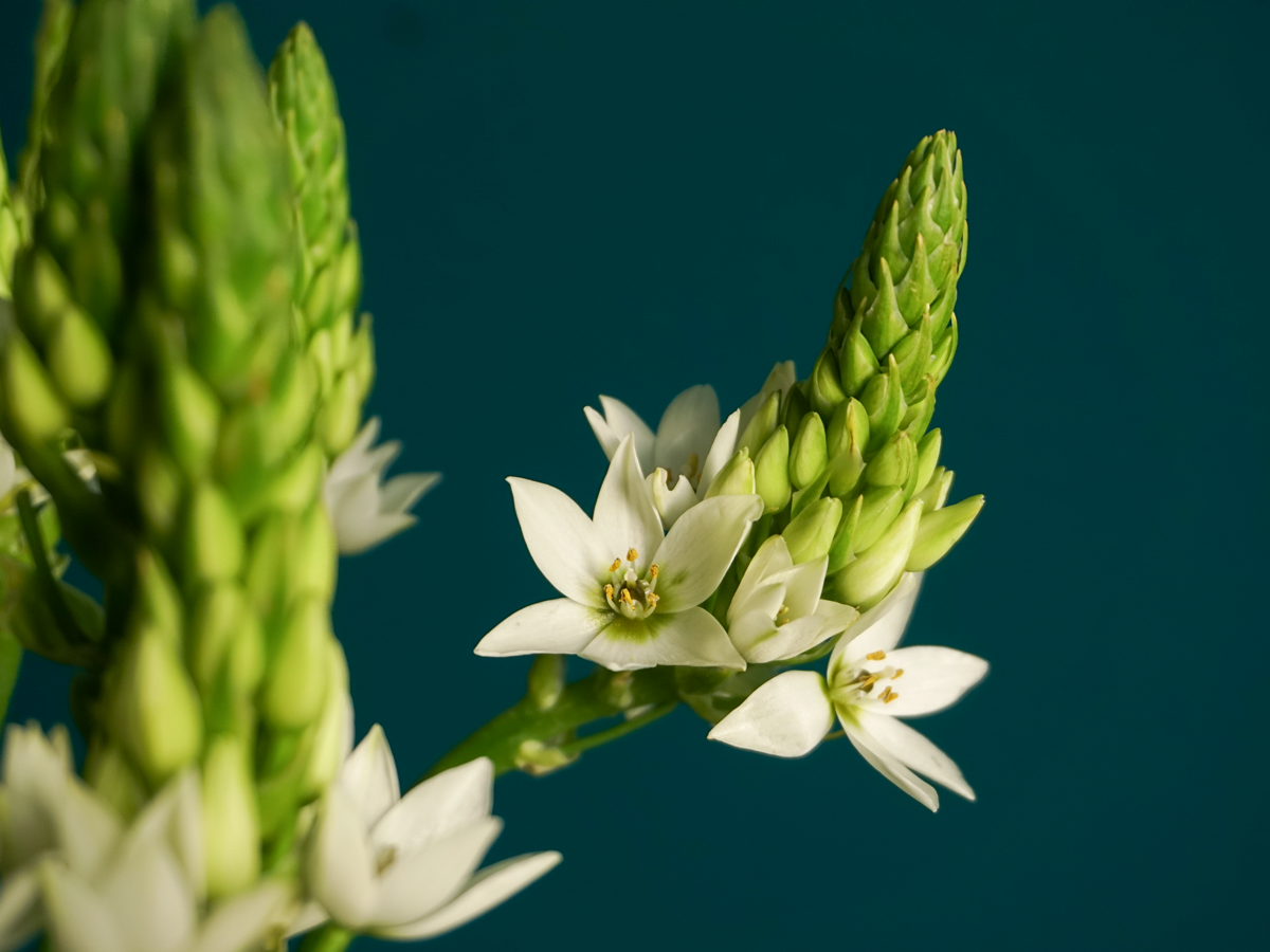 Baltstarītes | Ornithogalum |