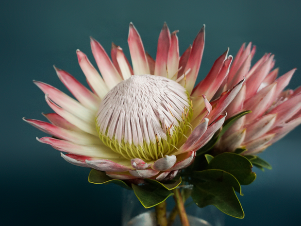 Proteins Protea |