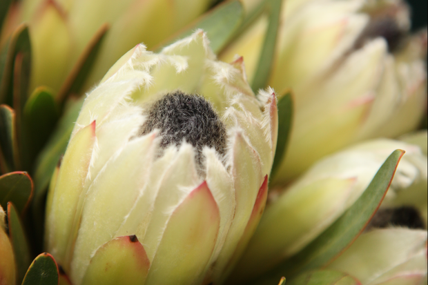 Protejas | Protea |