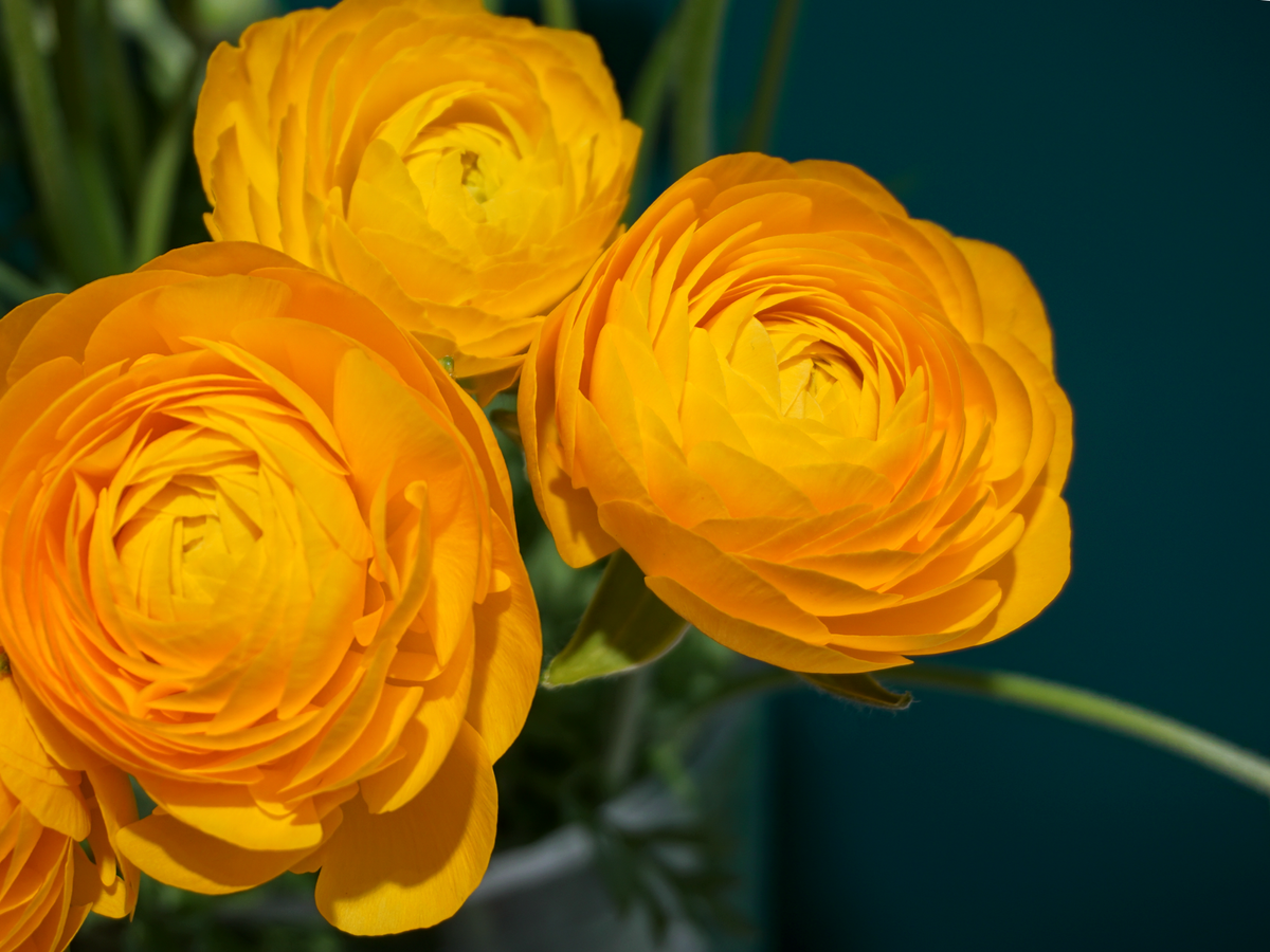 Āzijas gundegas | Ranunculus asiaticus |