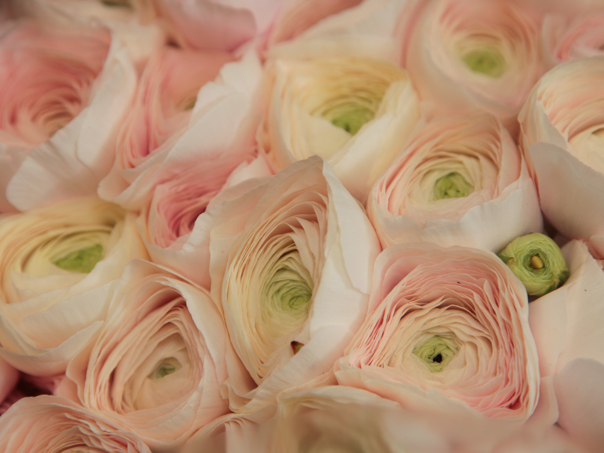 Āzijas gundegas | Ranunculus asiaticus |