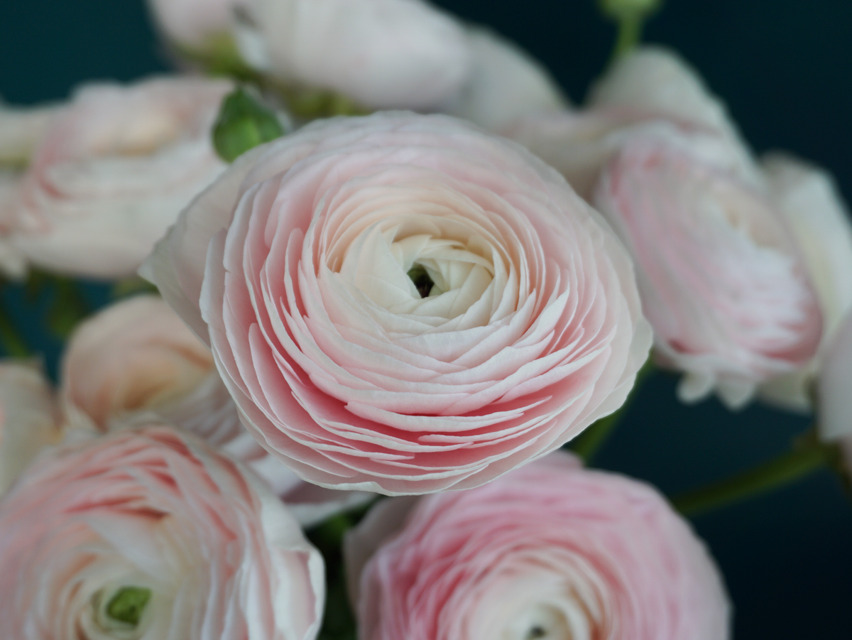Āzijas gundegas | Ranunculus asiaticus |