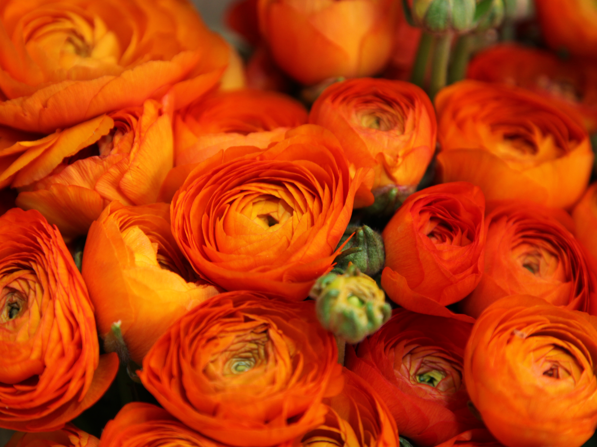 Āzijas gundegas | Ranunculus asiaticus |