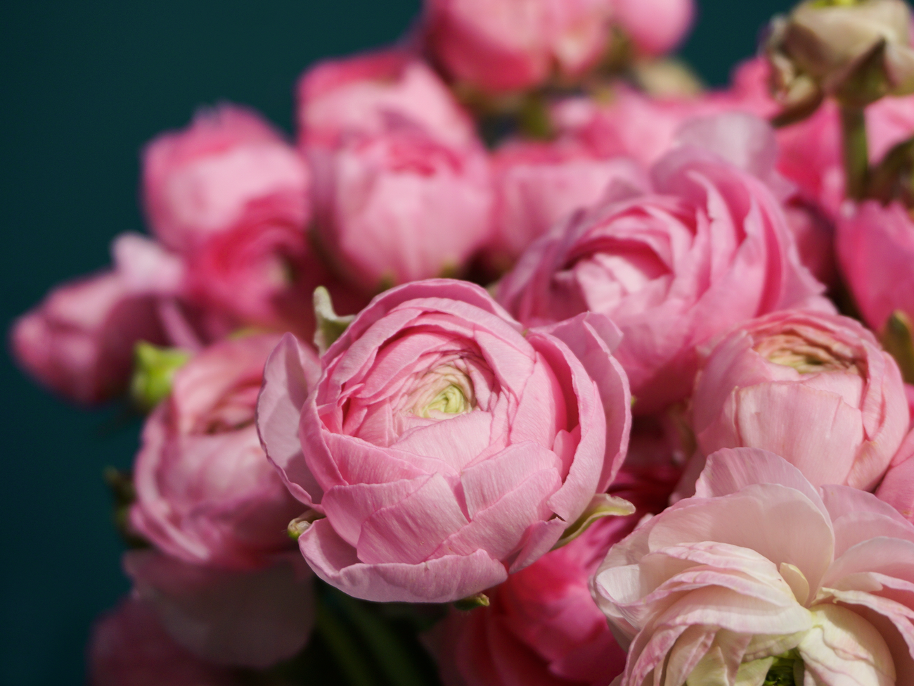 Āzijas gundegas | Ranunculus asiaticus |