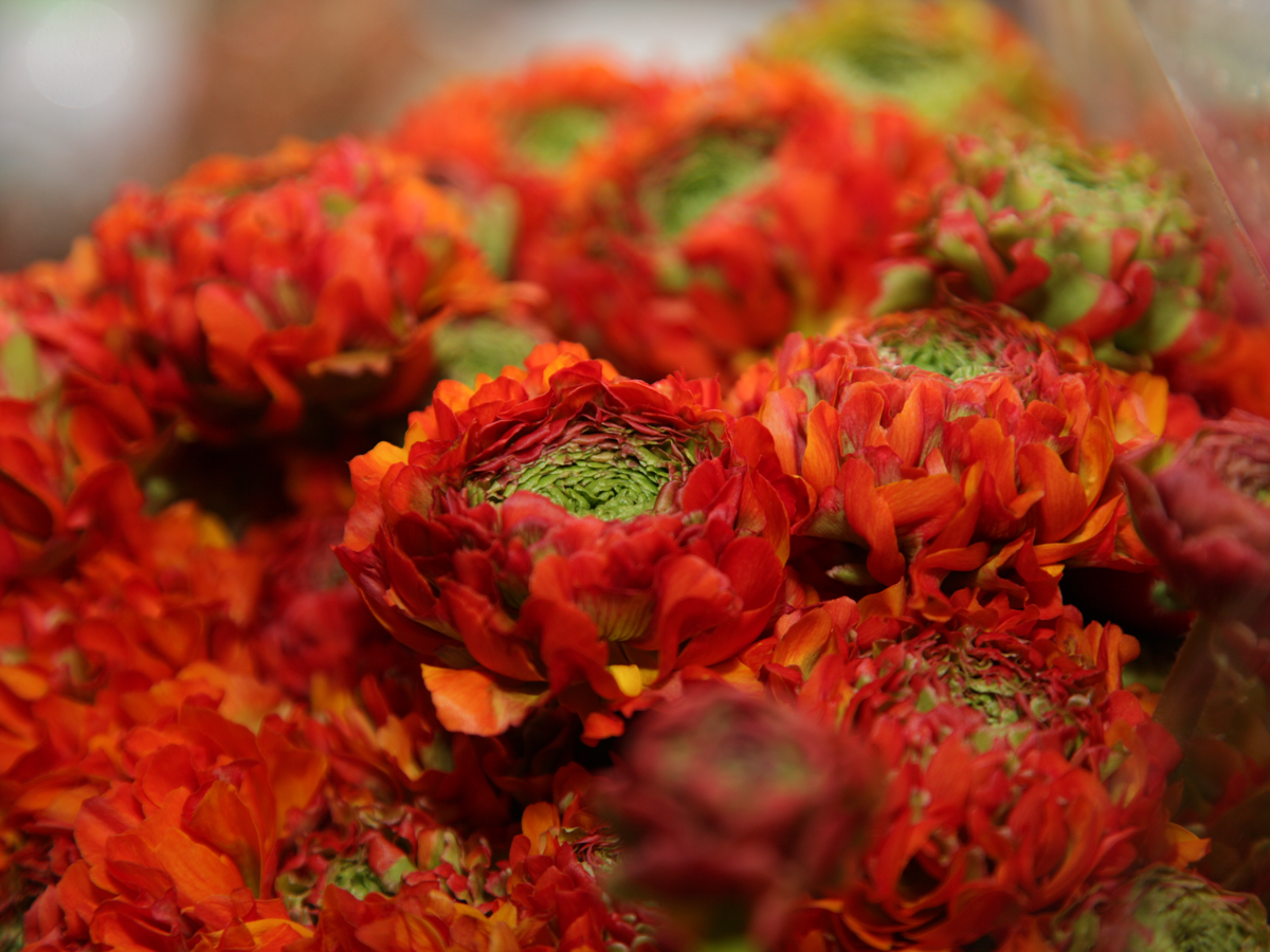 Āzijas gundegas | Ranunculus asiaticus |