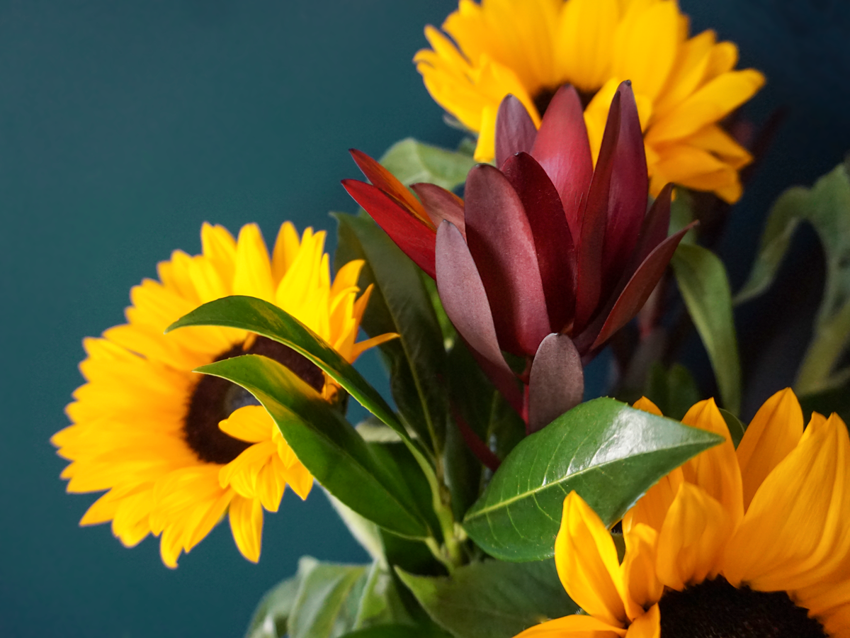 Bouquet of sunflowers 01 |