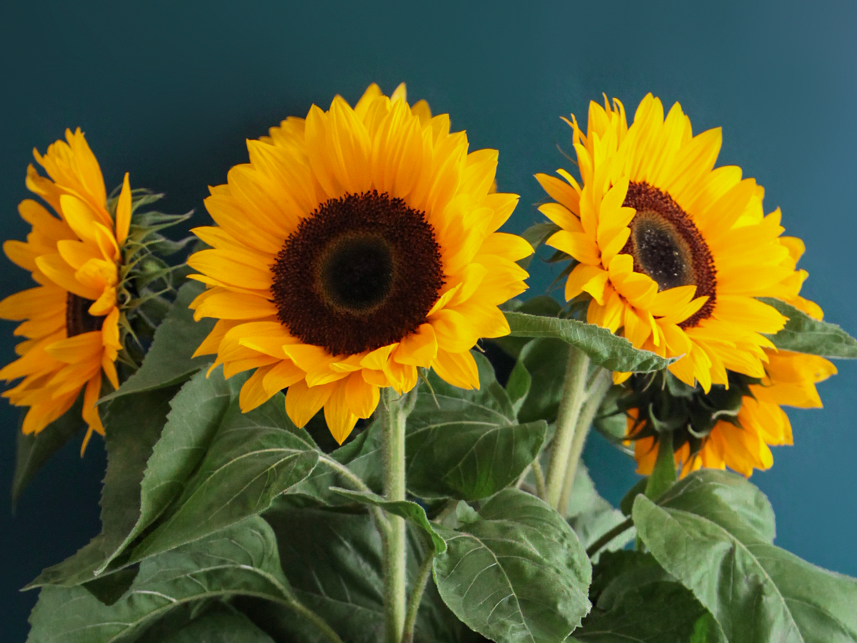 Saulespuķes | Helianthus annuus |