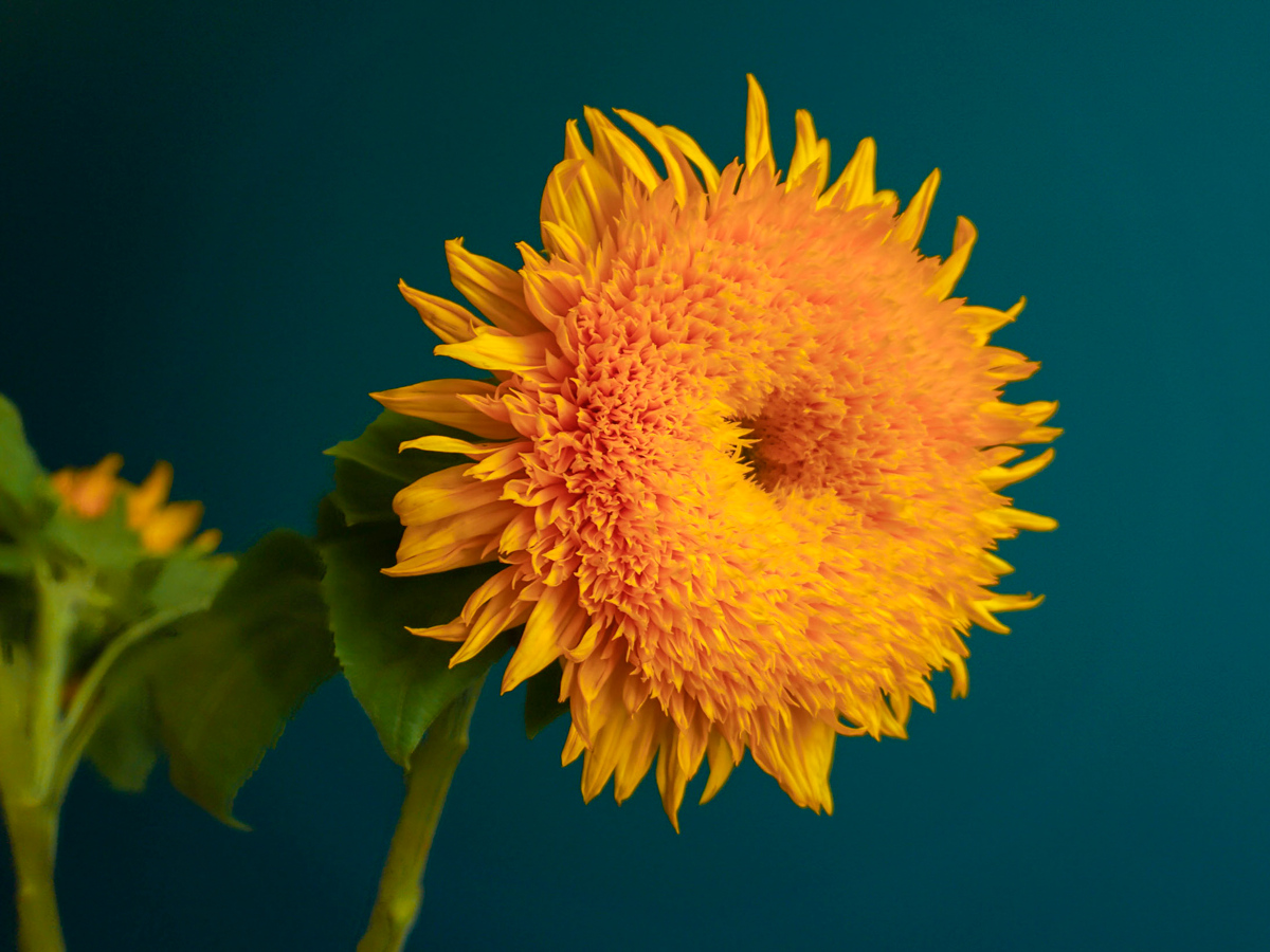 Sunflowers Helianthus annuus