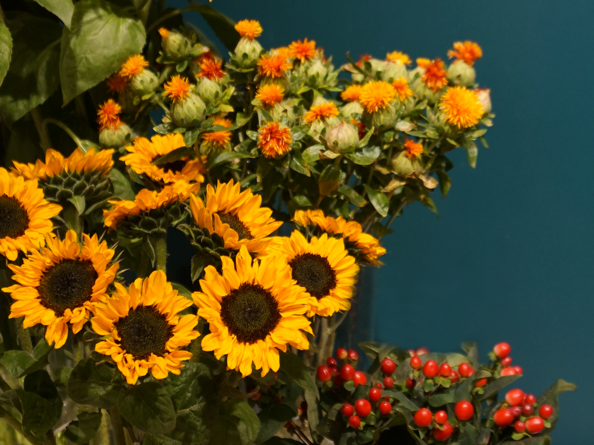 Saulespuķes | Helianthus annuus |
