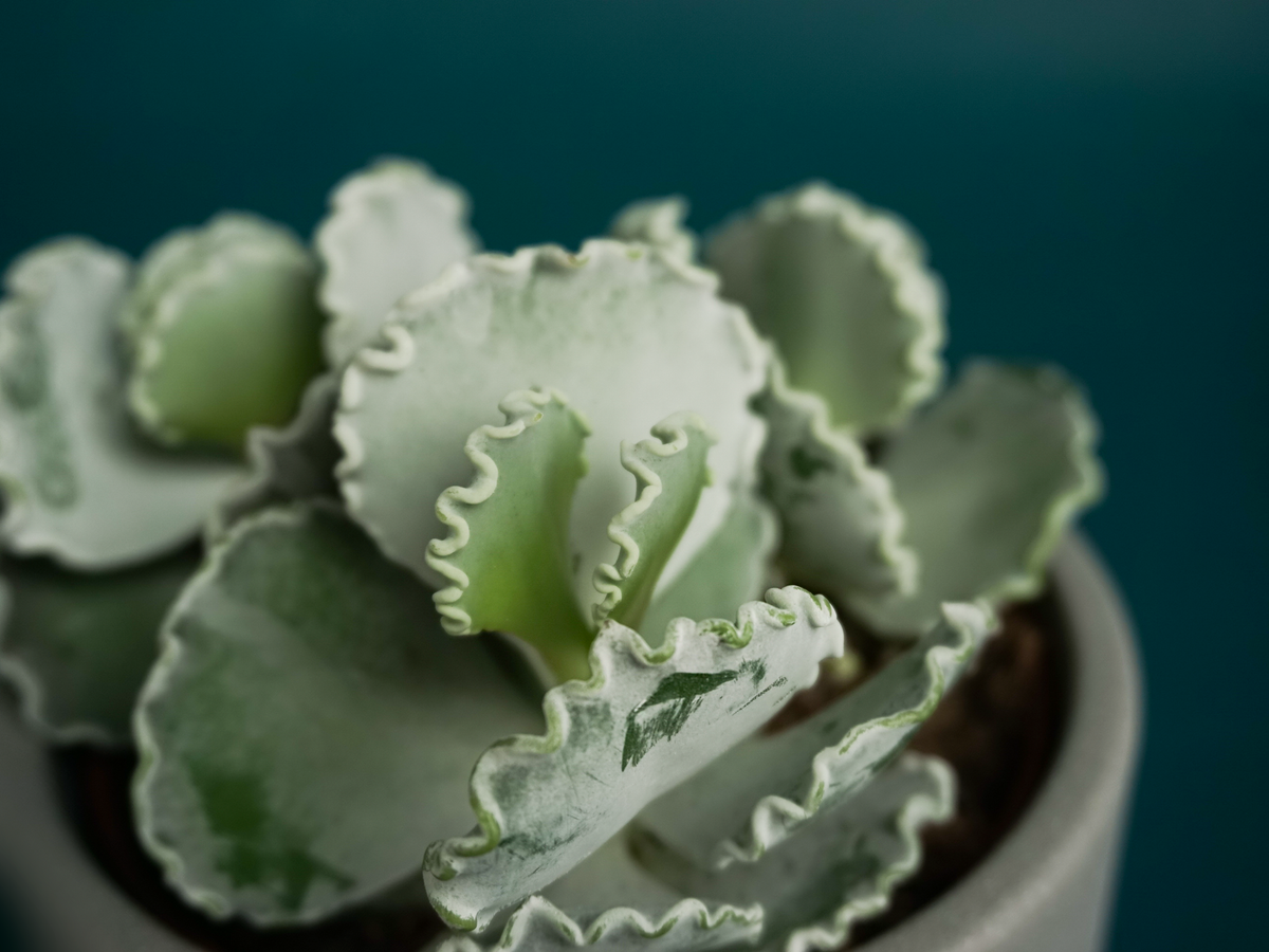 Succulent MIX M | + variants