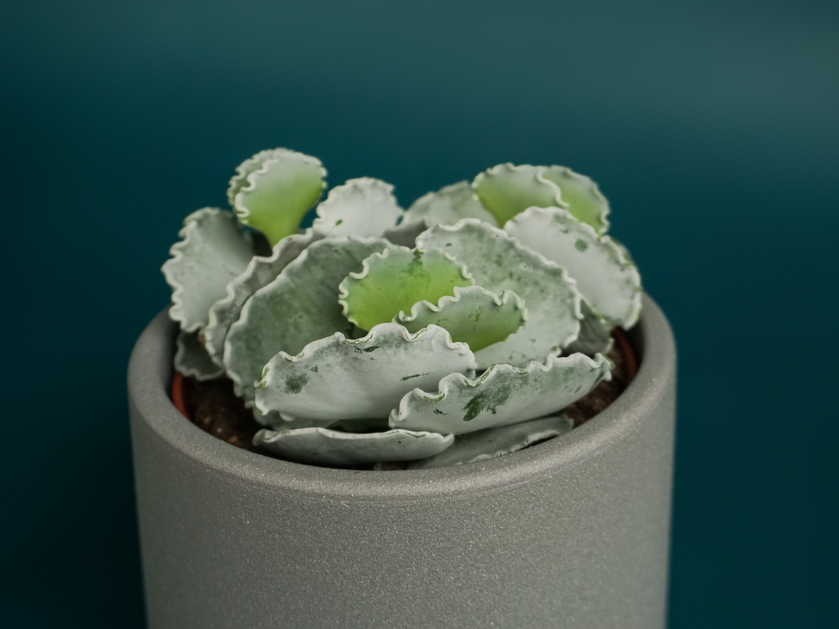 Succulent MIX M | + variants
