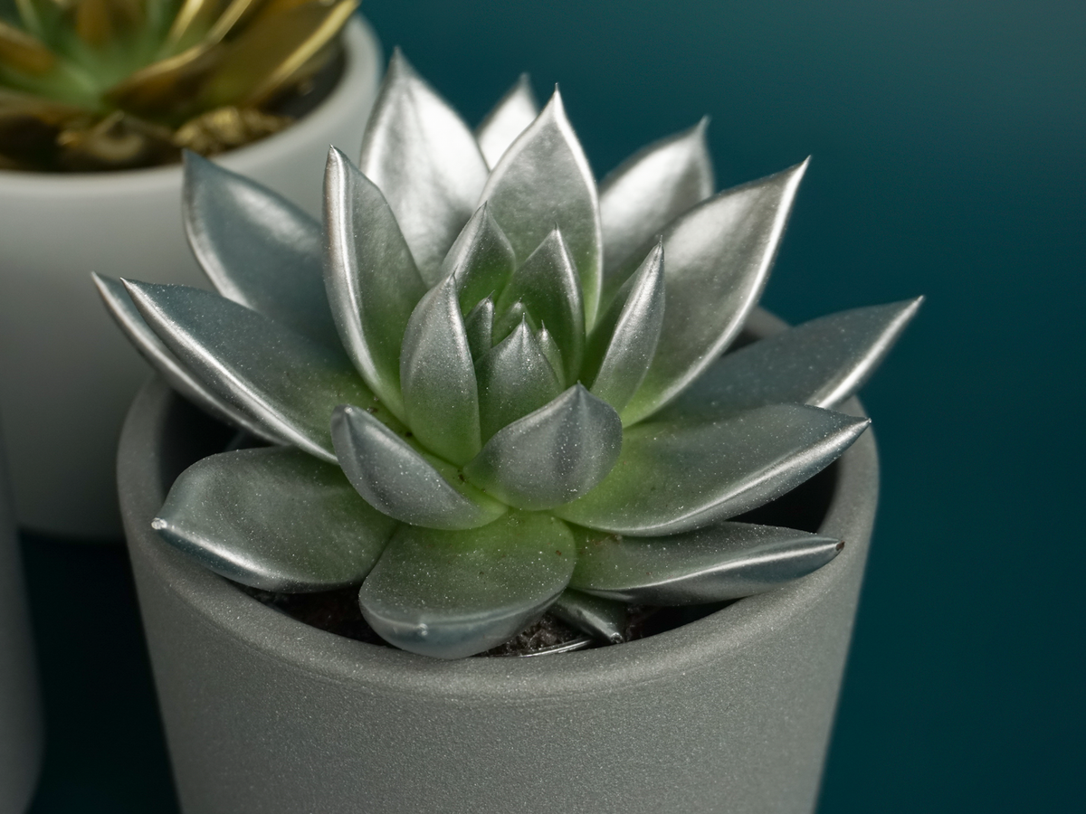 Succulents M | + variants