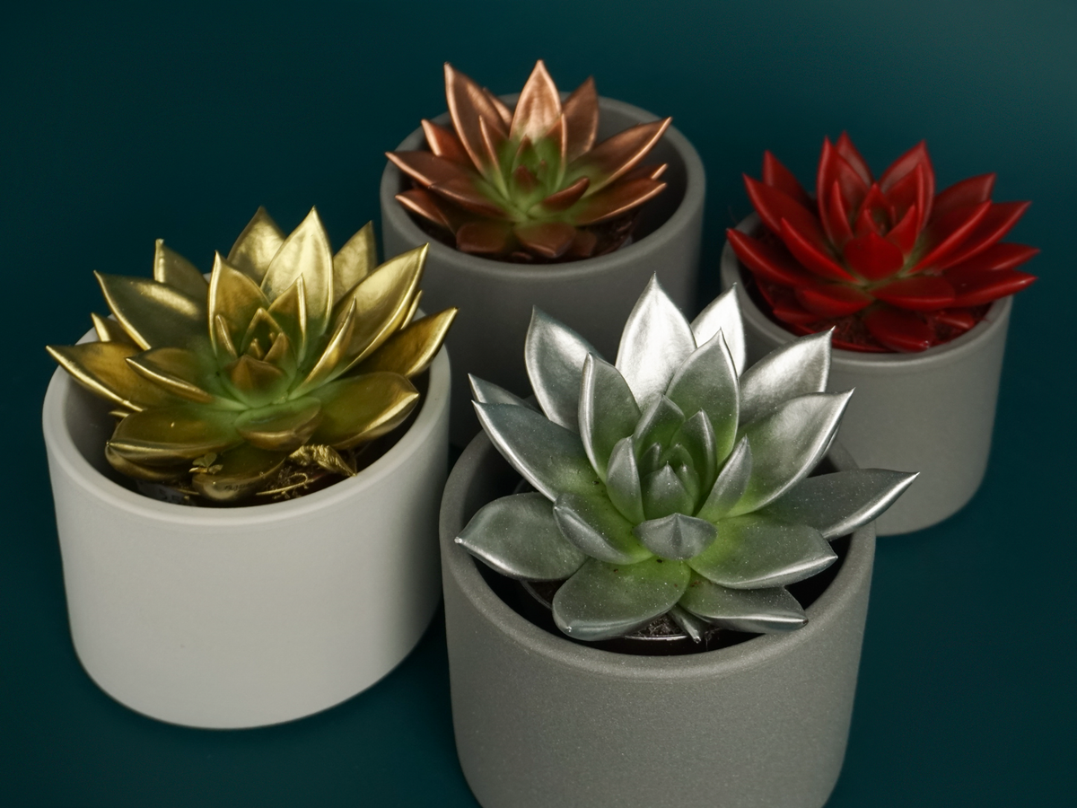 Succulents M | + variants